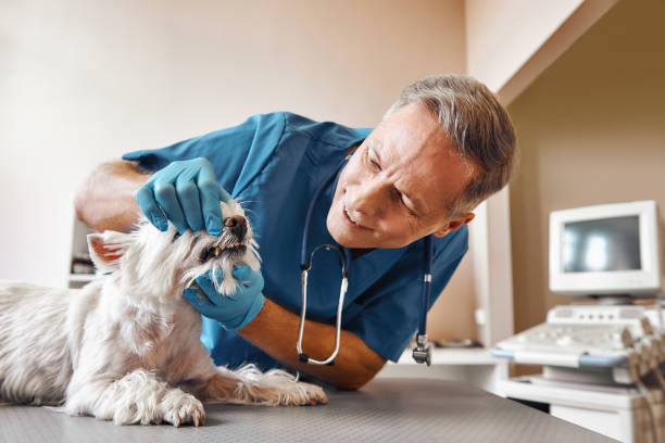 Best Weekend Emergency Dentist in Sibley, LA